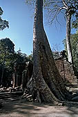 Ta Prohm temple - silk-cotton trees rising over the ruins 
